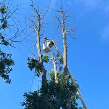 Dead-Ash-Tree-removals-and-pruning-in-Easton-MD 5